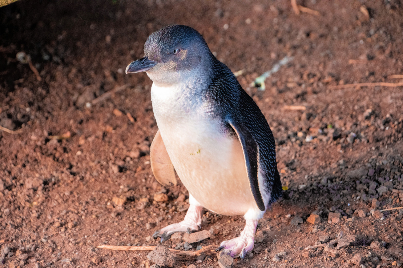 Little penguin at Phillip Island Penguin Parade