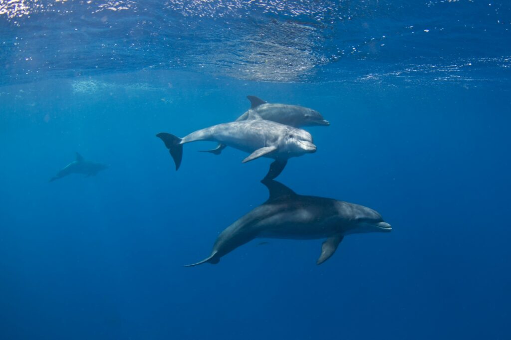 Four dolphins swimming underwater