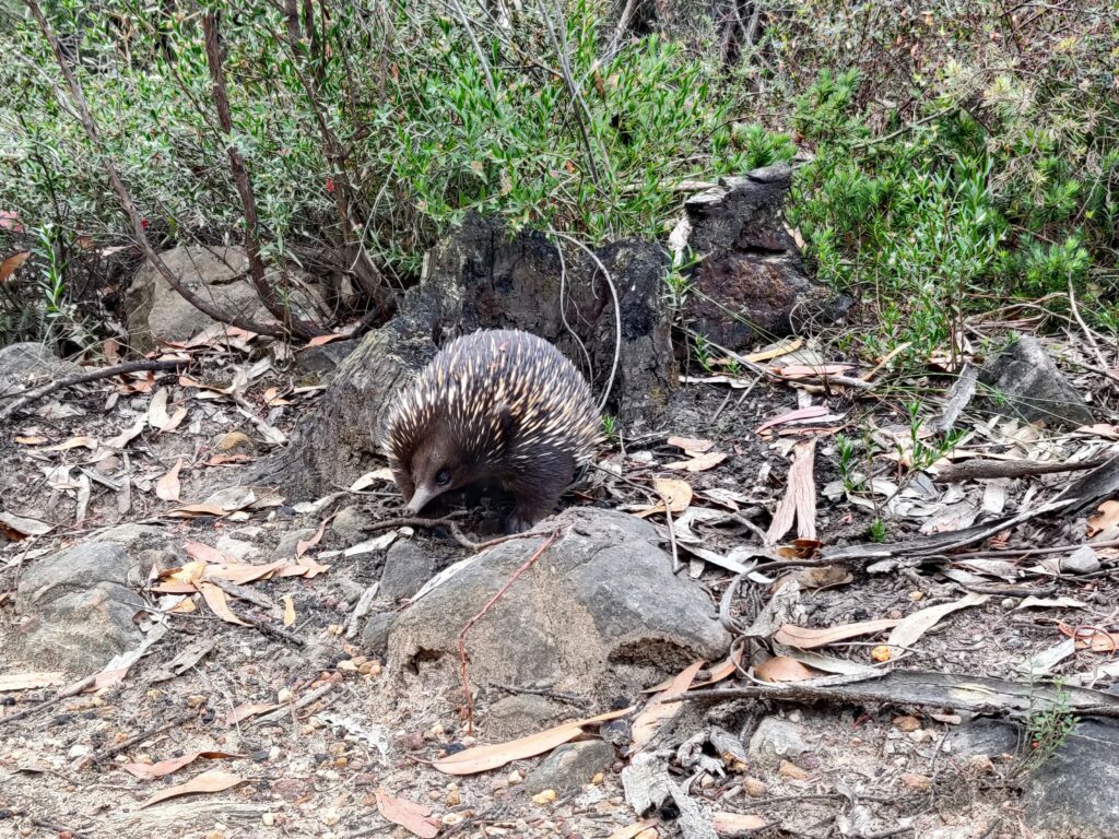 Echidna beside the trail in the Grampians