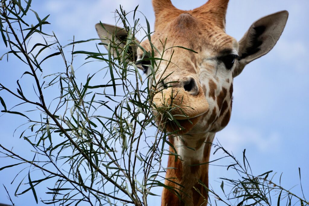 Close-up view of the head of a giraffe while feeding