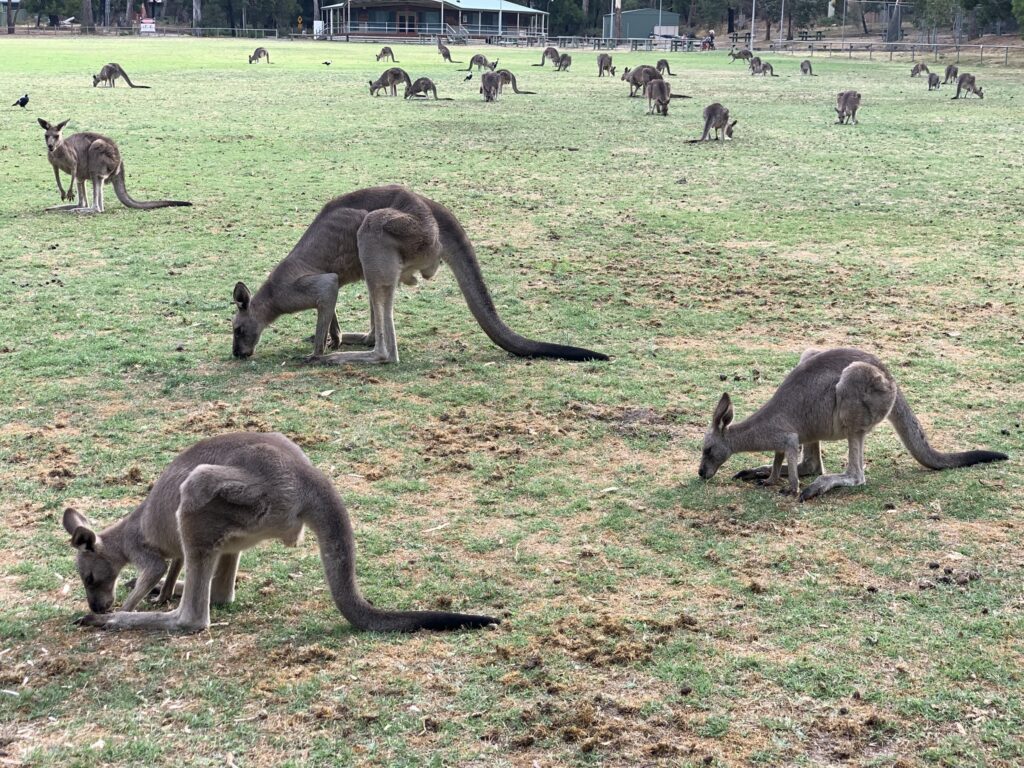 20+ kangaroos grazing on the playing fields in Halls Gap