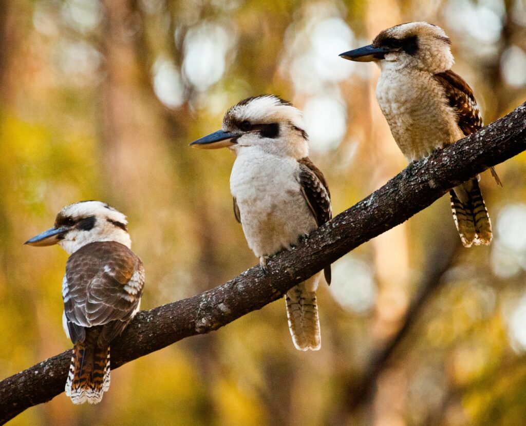 Three kookaburras on a tree branch
