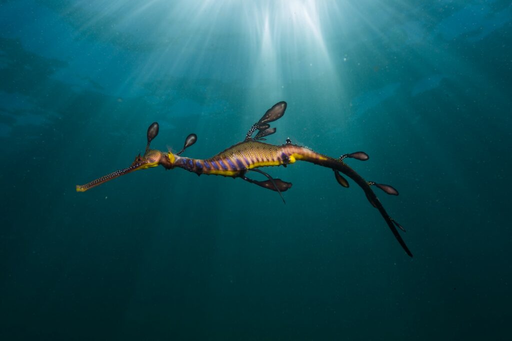 Weedy sea dragon swimming underwater with light shining down from above