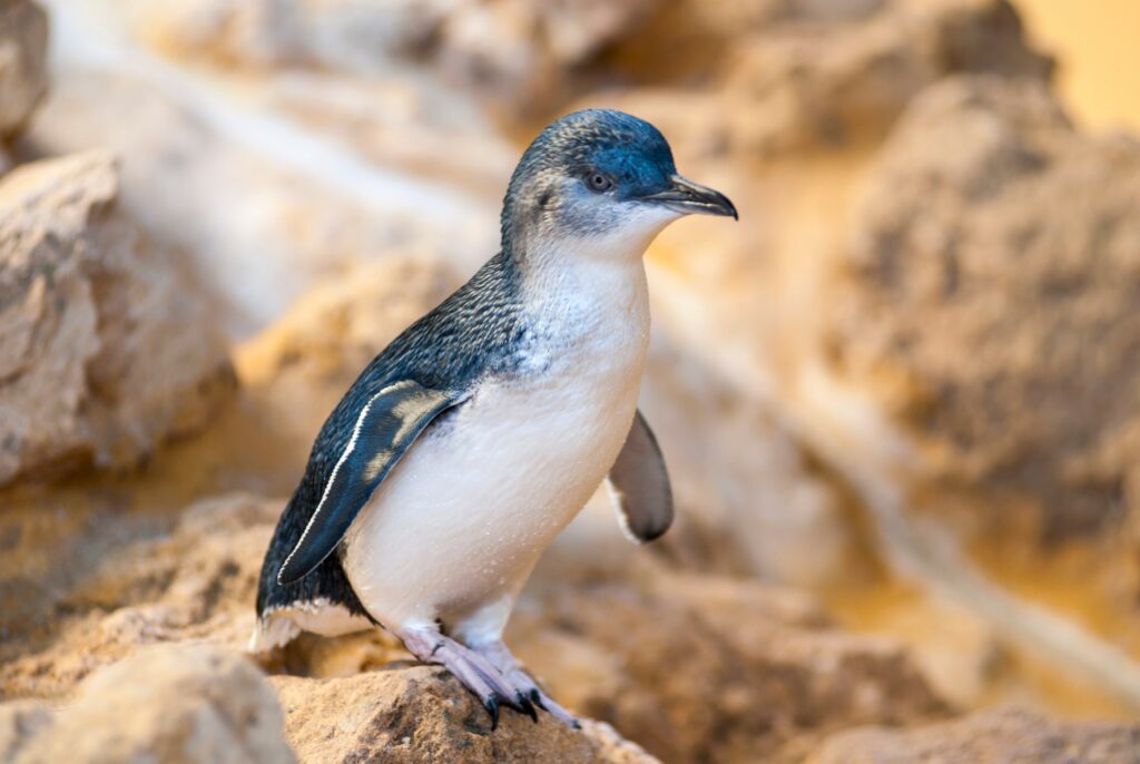 Closeup of fairy penguin standing on a rock