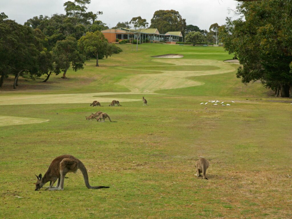 Kangaroos and birds on the fairway of a golf course, with trees and a clubhouse in the background