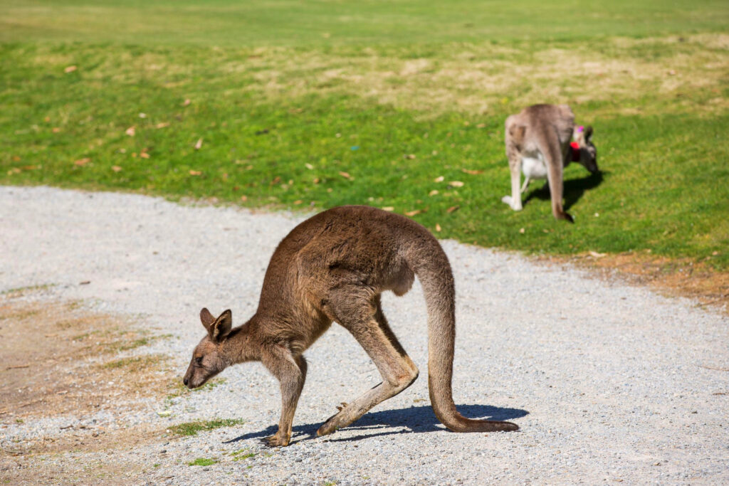 Kangaroos on a golf course: one in the bunker, one grazing on the grass in the background