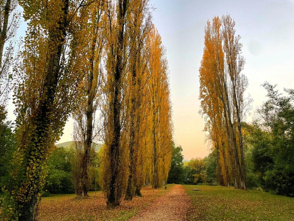 Poplars with autumn colors beside a walking trail, close to sunset