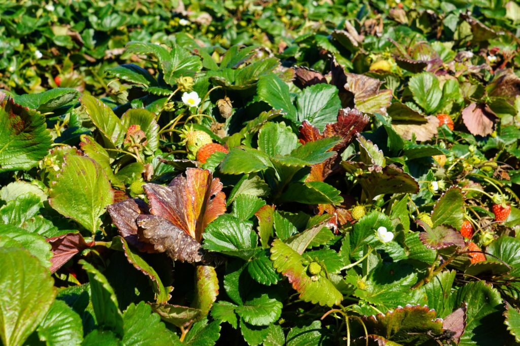 Closeup of strawberries in a field of strawberry plants