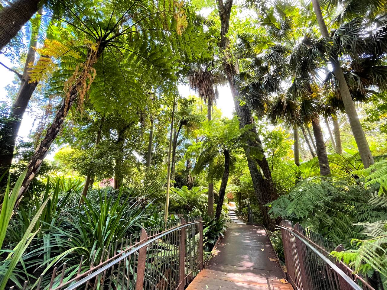 A metal bridge and walkway winds through a series of palm trees and ferns, giving off a tropical vibe
