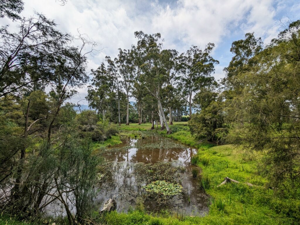 Small, still body of water surrounded by bright green grass, small bushes, and larger trees along the bank.