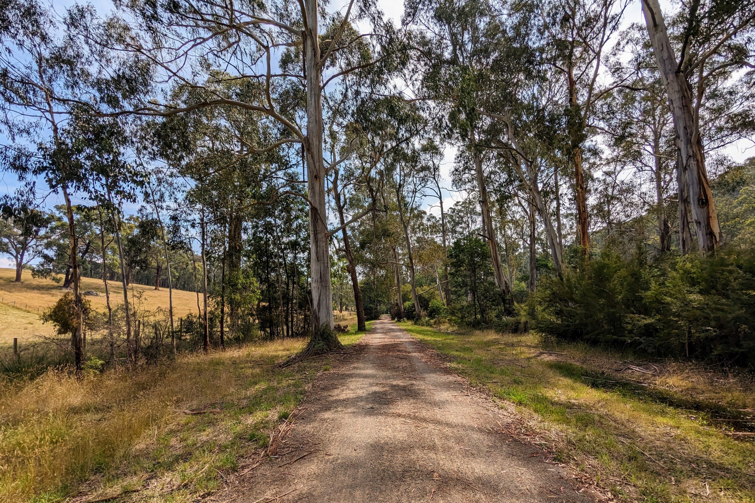 Dirt trail and trees outside Seville on the Lilydale to Warburton rail trail