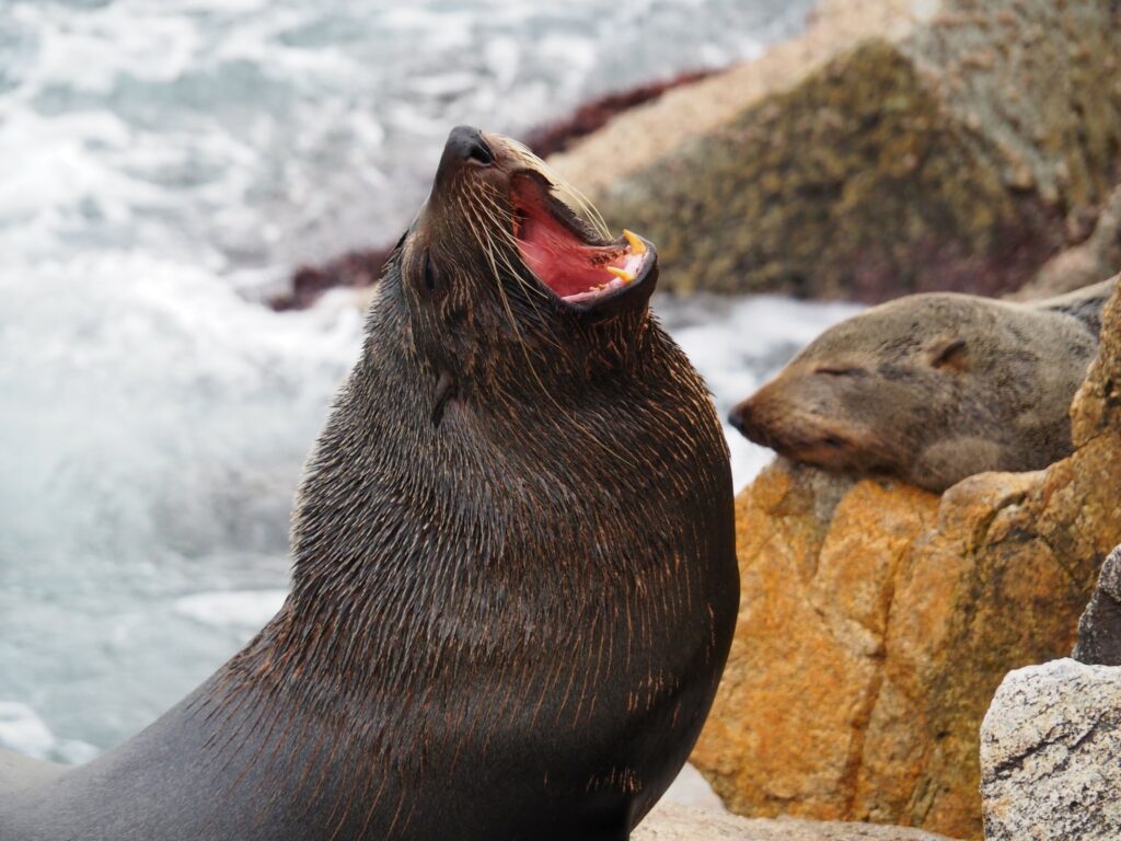 Large fur seal yawning in foreground, with a sleeping seal visible sleeping on a rock behind
