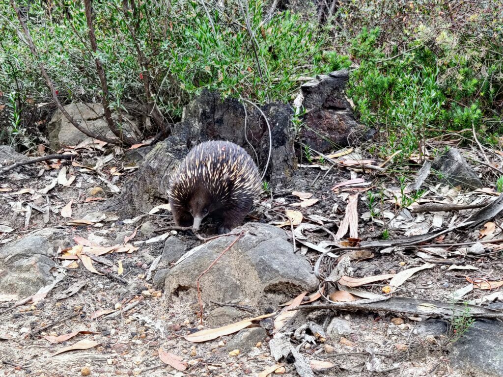 Front-on view of an echidna, in an area with leaf litter and small rocks