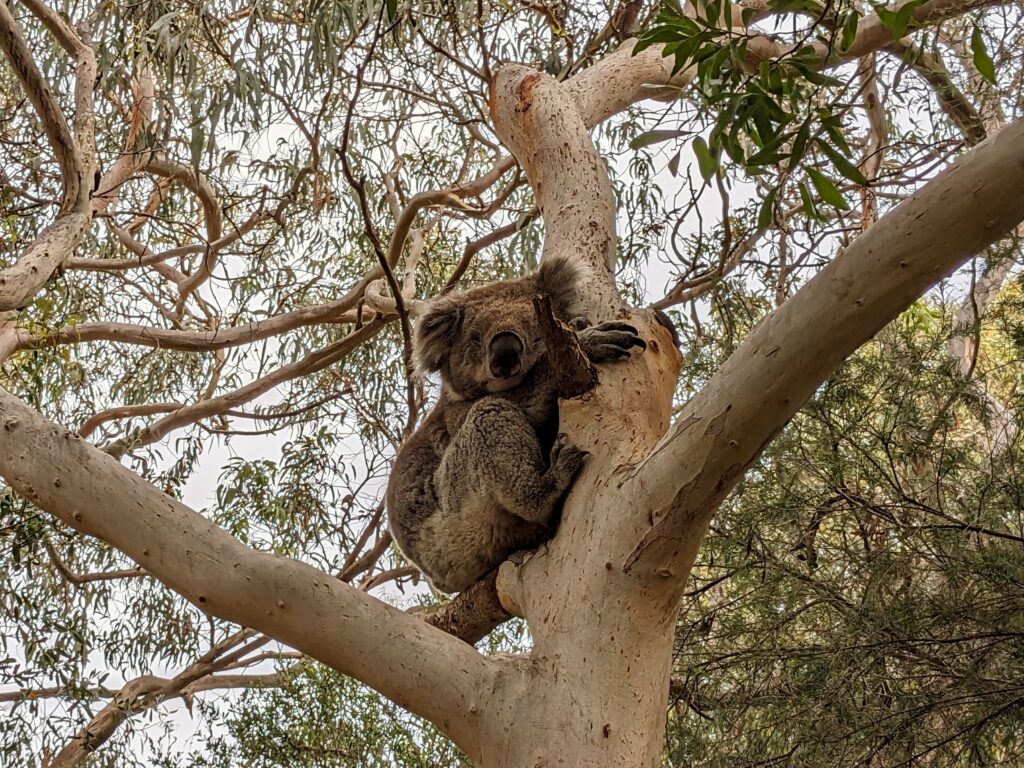 Koala sitting in a tree
