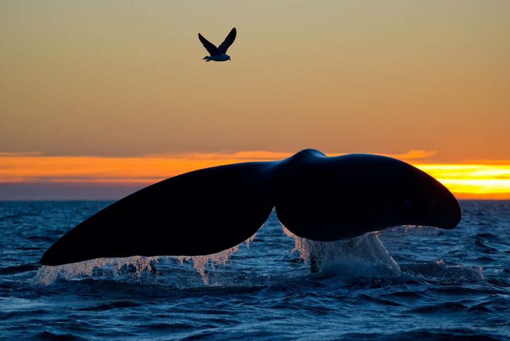 Closeup of the tail of a southern right whale as it dives at sunset, with a gull flying above