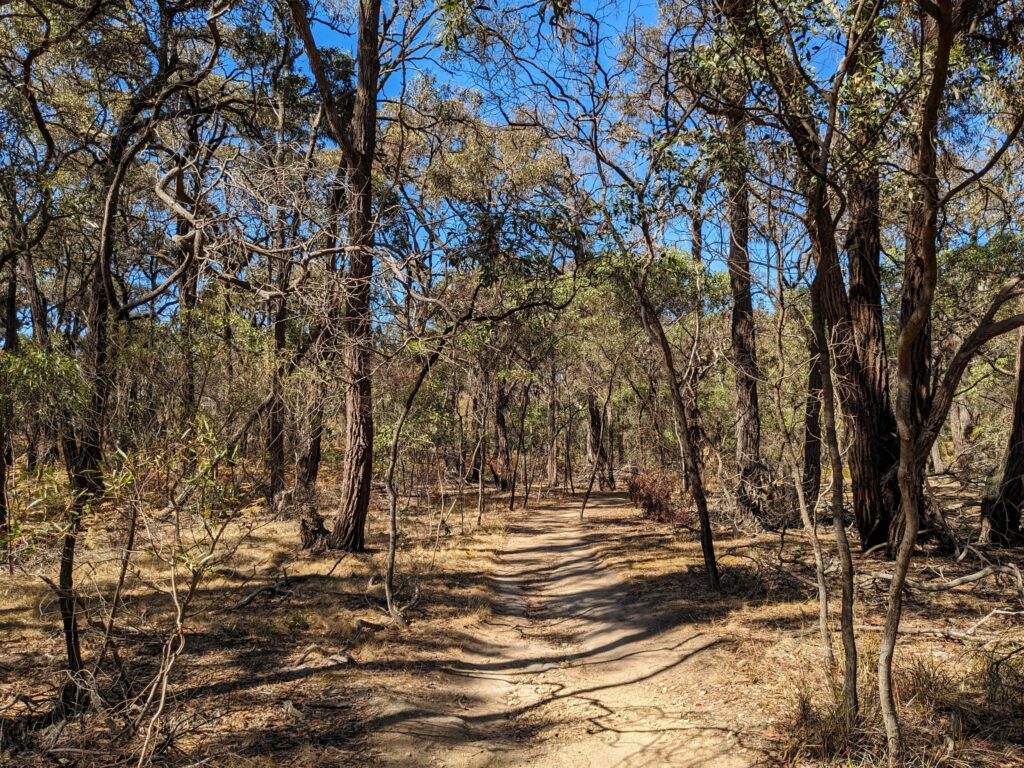 Dirt trail through a dry-looking forest with trees all around.